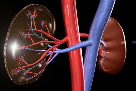 What Is The Connection Between Liver Failure And Kidney Failure