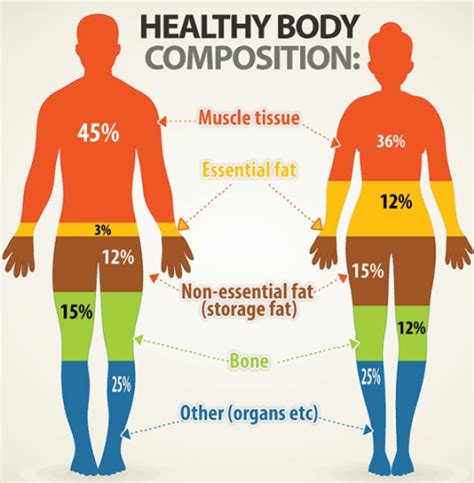 What Is Body Composition In Fitness