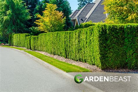 Complete Guide To Fast Growing Hedges For Privacy