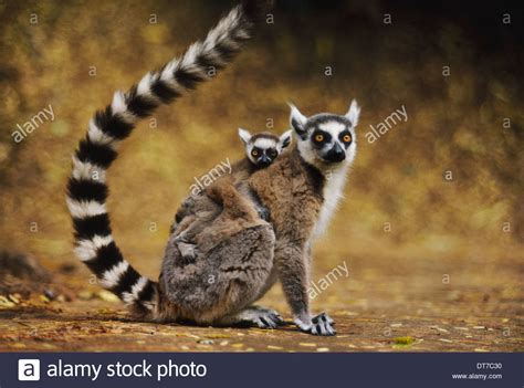 Lemur Madagascar High Resolution Stock Photography And Images Alamy