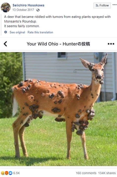 No This Is Not A Photo Of A Deer Covered In Tumours Due To Eating