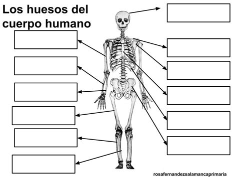 Juegos De Ciencias Juego De Sistema óseo Los Huesos Del Cuerpo