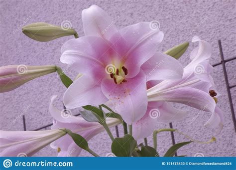 Pink Lily Flower Stock Image Image Of Beautiful Shiny
