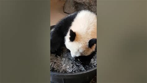 Toronto Zoo Giant Panda Jia Panpan Meets Ice Youtube