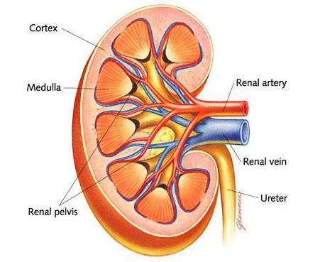 The full name of dna, deoxyribonucleic acid, gives you the name of the i can show how this happens perfectly well by going back to a simpler diagram and not worrying about the structure of the bases. Simple kidney diagram
