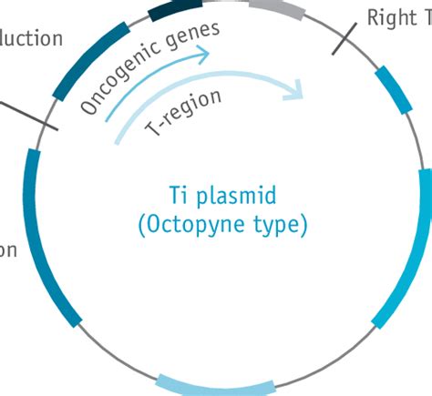 2 Wild Type Ti Plasmid Of Agrobacterium Tumefaciens A Tumefaciens