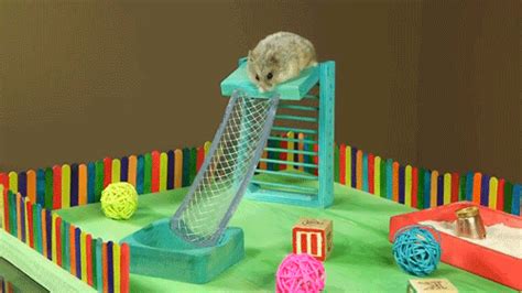 Tiny Hamster In A Tiny Playground Imgur Hamsters As Pets Cool