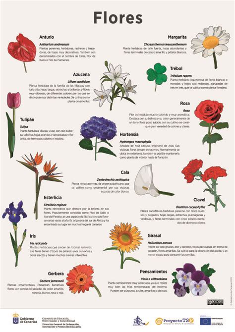 Imagenes De Plantas Con Flores Y Sus Nombres 745