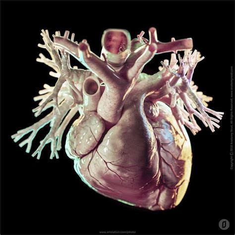 Artstation The Human Heart Jekabs Jaunarajs Human Heart Leg Anatomy Graphic Artist Designer