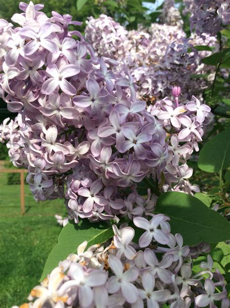 Lilacs Who Can Resist He Smell