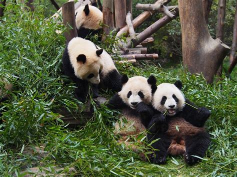 Giant Panda Breeding Research Base Xiongmao Jidi Chengdu All You Need To Know Before You Go