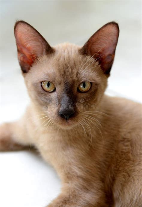 Portrait Of A Brown Siamese Cat Stock Photo Image Of Feline Animals