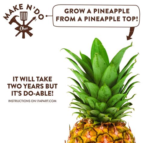 Regrow A Pineapple From Its Top Grow Garden Pineapple Foodwaste