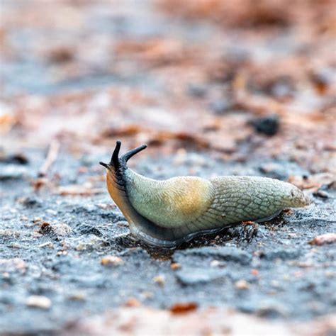 Remove wood piles to deter critters. Common Garden Pests | How to Deter Critters in Your Garden ...