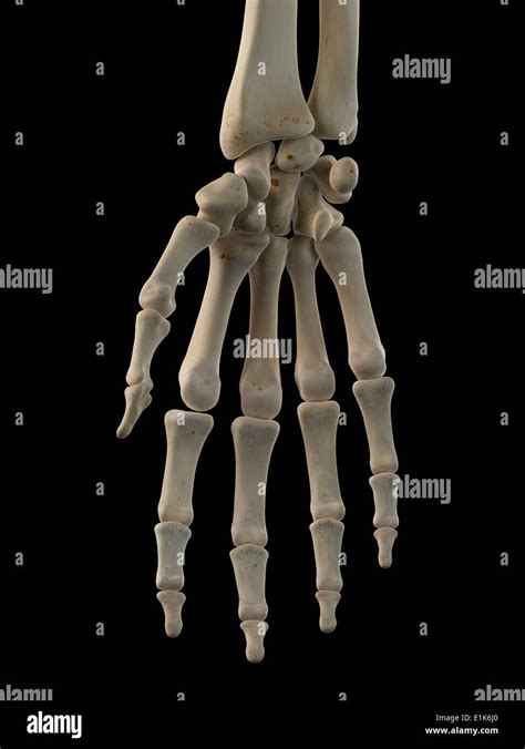 Huesos De La Mano Humana Equipo Ilustraciones Fotografía De Stock Alamy
