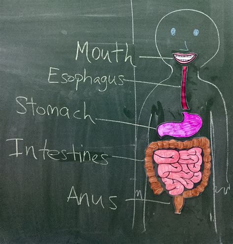 En Segundo Aprendemos AsÍ The Digestive System