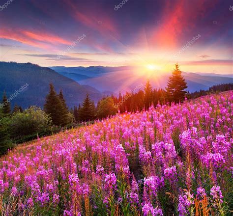 Mountains With Pink Flowers Stock Photo By ©andrewmayovskyy 69225679