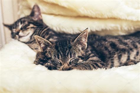 Cute Kitten Snuggling Into A Fluffy Blanket Stock Photo By ©ysbrand