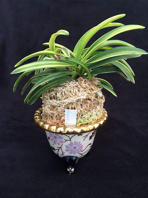 New plants delivered every month! Pots With Blooming Plants from First House Furnishings