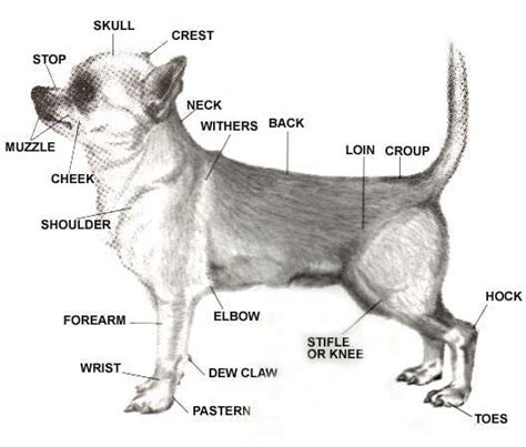 Anatomy Mascotas Chihuahua Perros