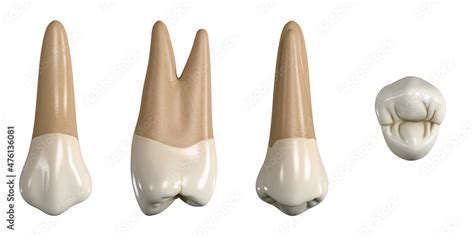 Permanent Upper First Premolar Tooth 3d Illustration Of The Anatomy Of