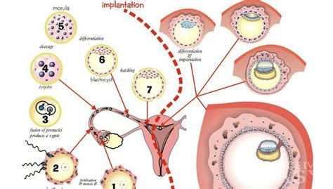Day By Day Ovulation To Implantation