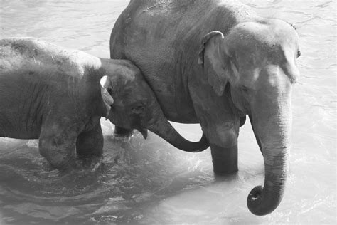 Black And White Elephants Sally Al Habshi Flickr