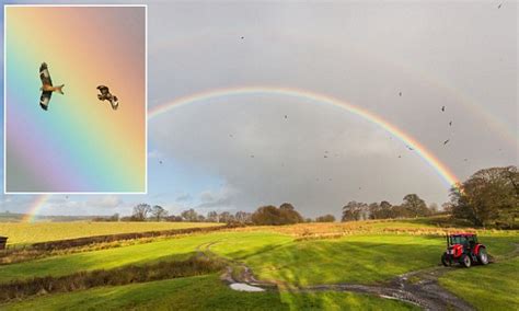 Somewhere Over The Rainbow Red Kites Fly Stunning Images Of A Once