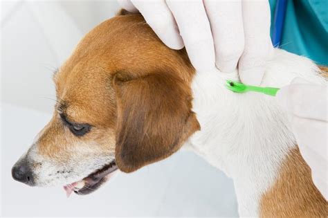 Kleszcz u psa usuwanie objawy chorób odkleszczowych 2022