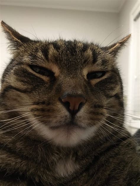 My Cats Old Man Facebook Profile Pic Facebook Profile Picture Cats