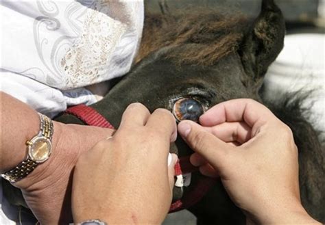 Prosthetic Eye Gives Horse A Shot At Show Career
