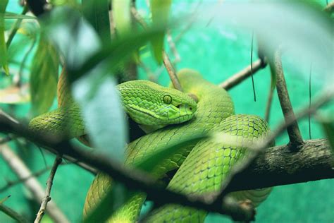 Free Images : wildlife, green, jungle, biology, iguana, fauna, lizard