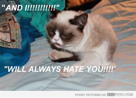 Funny Grumpy Cat