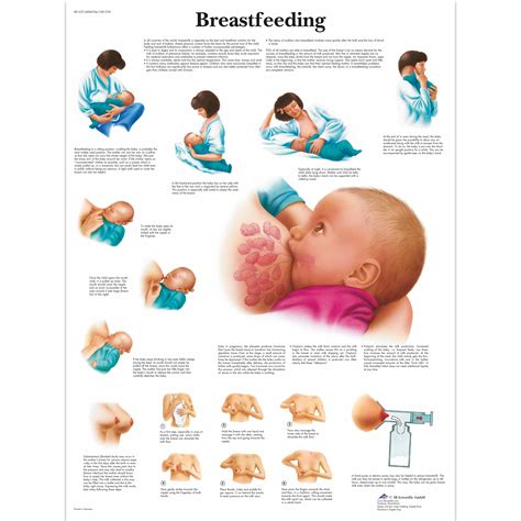 Breastfeeding Chart 4006706 3b Scientific Vr1557uu