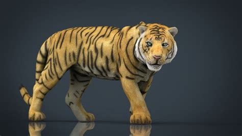 tiger 3d models for download turbosquid