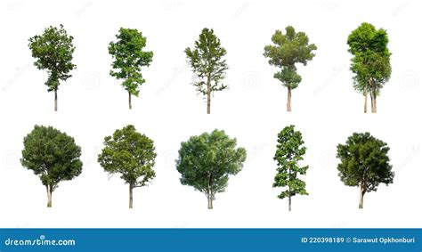 Set Of Isolated Trees On White Background The Collection Of Trees