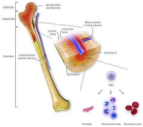 Bone marrow is crucial in producing white and red blood cells and in storing fat that may be needed by the body. A hostel for the hostile: the bone marrow niche in ...