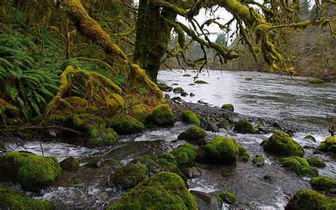 Hd Wallpaper Sol Duc River River In Washington Olympic National Park