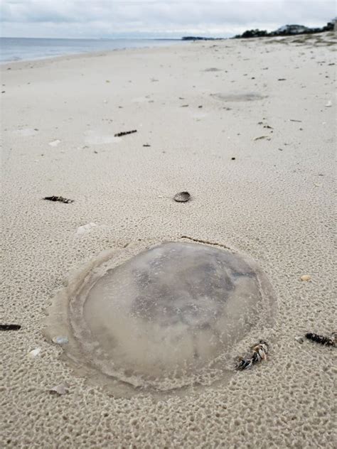 Florida Gulf Coast Beach Rain Stormy Jellyfish Macro Stock Image