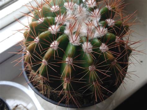 That's why a black fabric ends up with little white knots. White Fuzz on Cactus