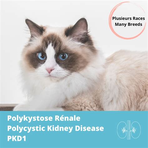 Chat Test Génétique Polykystose Rénale Pkd Gène Pkd1 Bêtagène