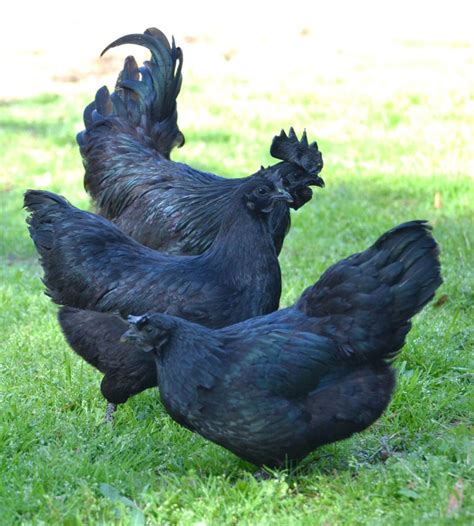 Indonesias Ayam Cemani Chickens Are Black To The Bone Munchies
