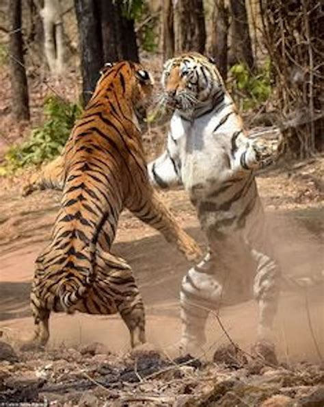 Siberian Tiger Vs Bengal Tiger Who Is More Powerful Inews