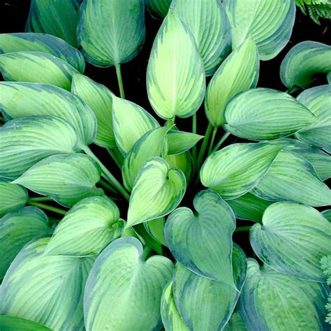 Hosta June Plantain Lily From Sandys Plants
