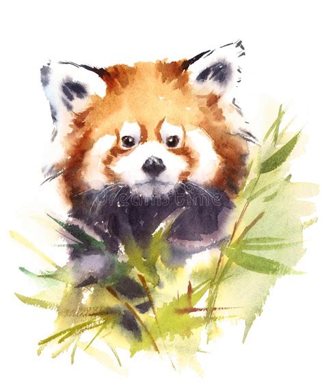 Red Panda Watercolor Illustration Stock Illustrations 347 Red Panda