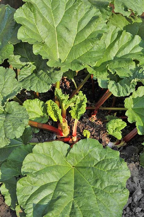 how to grow and care for rhubarb plants gardener s path