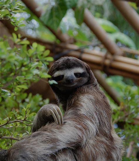 Its International Sloth Day A Scientist Explains Why Theyre Relaxed