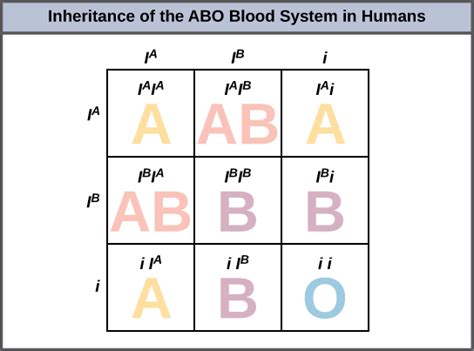 Blood Type Punnett Squares Worksheets