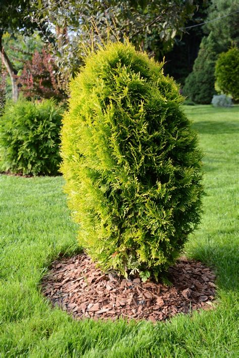 Why Is Your Arborvitae Turning Brown Learn Why And How To Stop It