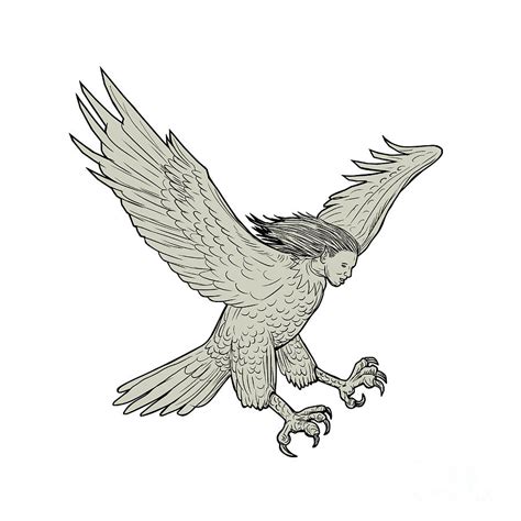 Harpy Swooping Drawing Digital Art By Aloysius Patrimonio Pixels